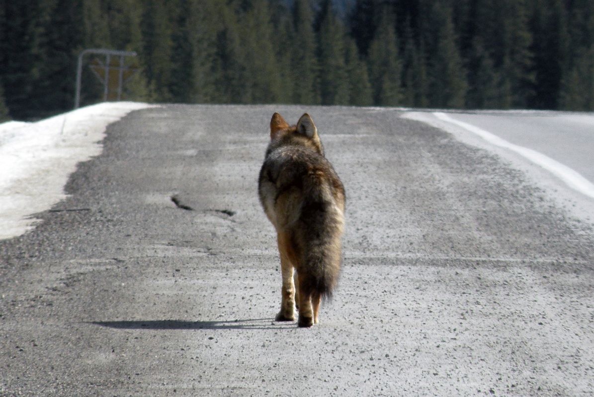 19 Fox Running Down Highway 93 On Drive From Castle Junction To Radium In Winter